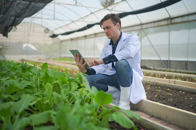 有機野菜の品質をチェックする温室内の生物学者所有者の水耕栽培野菜農場