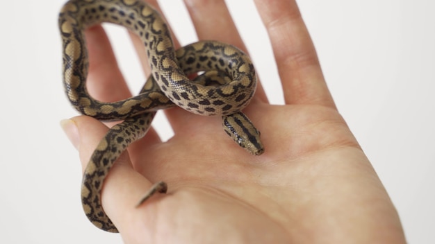 Ricercatore biologo che tiene nel palmo della mano con cura un piccolo serpente liscio (coronella austriaca).