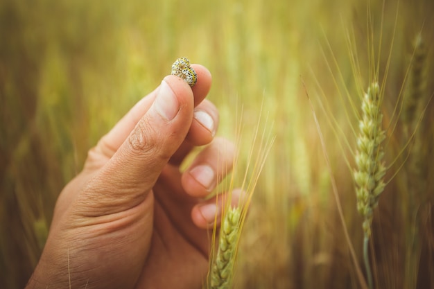 太陽から白い帽子をかぶった生物学者が熟した小麦の昆虫の畑で穀物を調べます