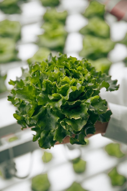 Biologist with lettuce in lab