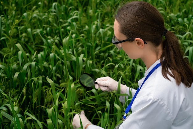 Biologist woman wearing glasses and studying botanical plants in nature with a magnifying glass Botanist woman checking wheat growth characteristics