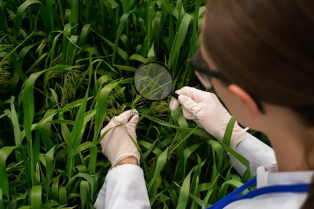 Bioloogvrouw die een bril draagt en botanische planten in de natuur bestudeert met een vergrootglas