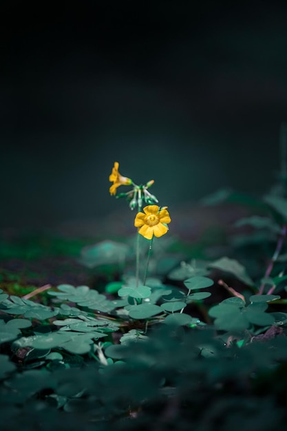 Biophytum sensitivum bloem in een bos