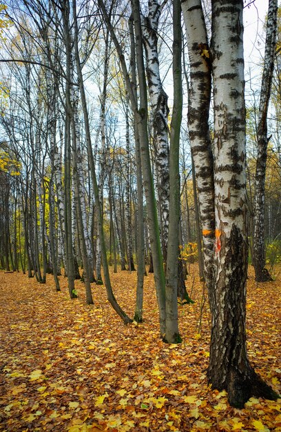 Birch alley at autumn park landscape background