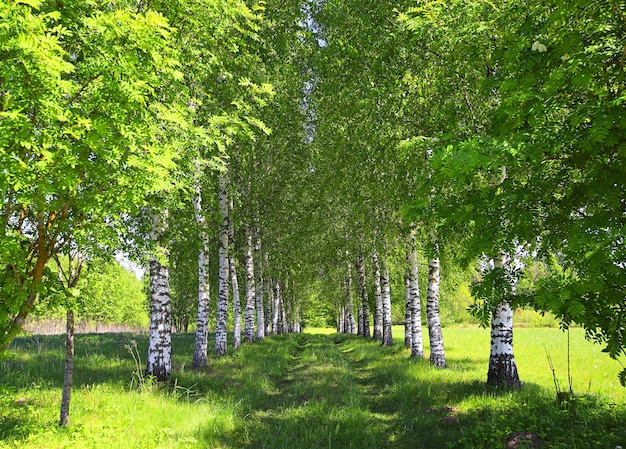 Birch Alley op een zonnige zomerdag