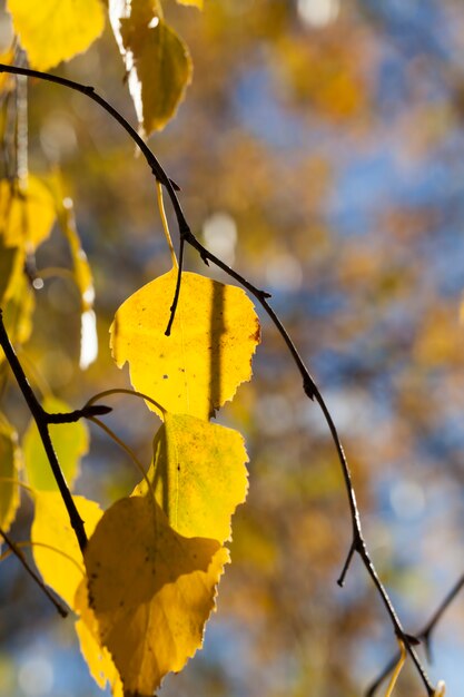 birch in the autumn