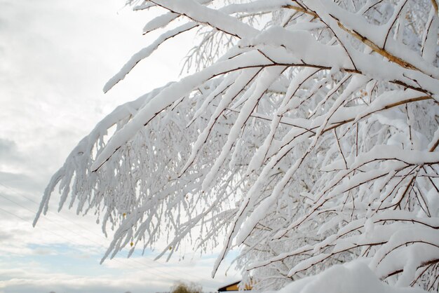 Birch banches covered by snow aftr winter blizzard