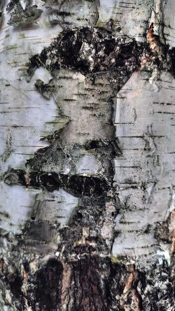 Birch bark background