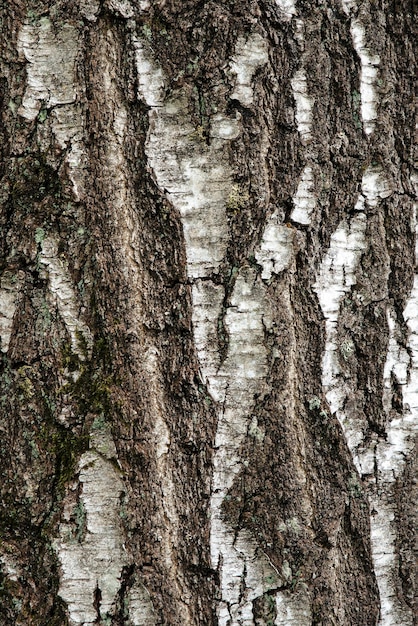 Birch bark of an old birch close-up. birch bark pattern with\
black birch stripes on white bark.