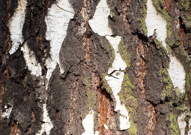 Foto texture della corteccia di betulla