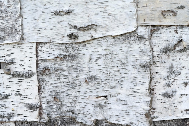 Foto primo piano naturale della carta di sfondo di struttura della corteccia di betulla