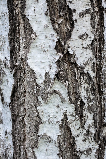 Birch bark tree bark texture