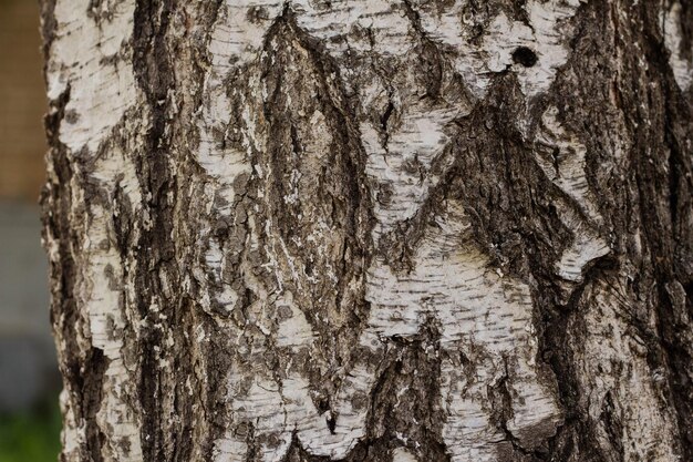 Birch bark tree bark texture