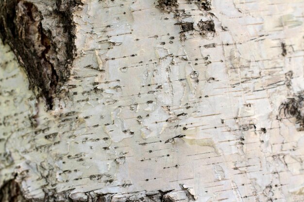 Birch bark tree bark texture