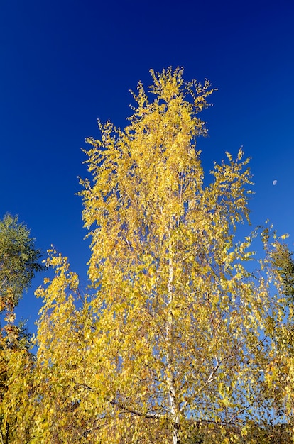 자작 나무 (Betula pubescens)