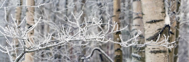 Un ramo di betulla coperto di gelo e neve in una foresta innevata