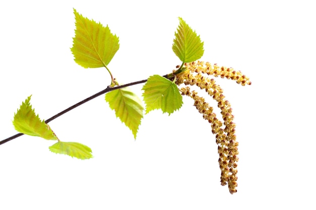 Birch branch isolated on a white background horizontal photo