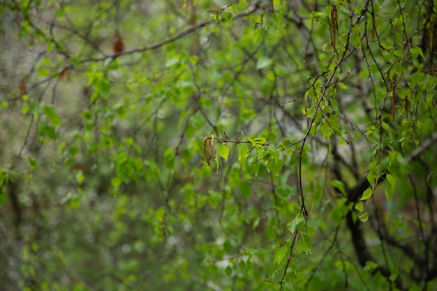 Ramo di betulla con amenti albero di sfondo verde per la fotografia macro di testo di foglie di betulla verde