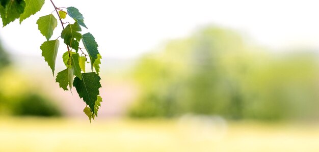 Ramo di betulla con foglie verdi su uno spazio di copia sullo sfondo sfocato