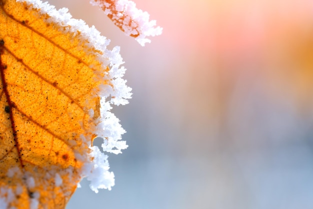 Birch branch with yellow leaves covered hoarfrost on a blurred background