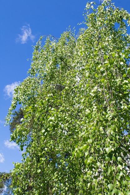 Birch branches against the blue sky in the summer day.