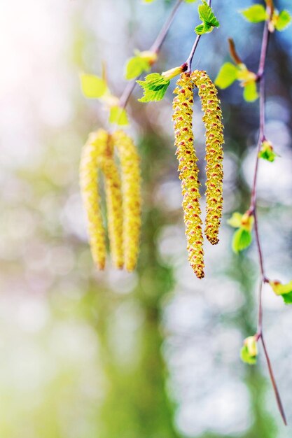 Birch branches with catkins in the spring in sunny weather