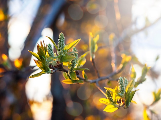 Birch branches with leaves and earrings in the sunlight Natural natural background Nature conservation concept