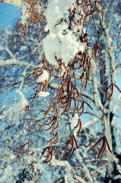 Birch buds with snow in spring