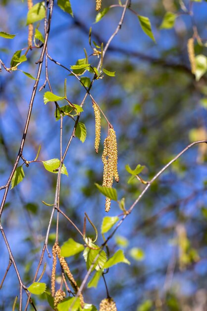 봄 시즌에 개화하는 동안 자작 나무 catkins