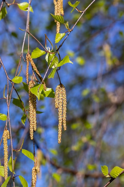 봄 시즌에 개화하는 동안 자작 나무 catkins