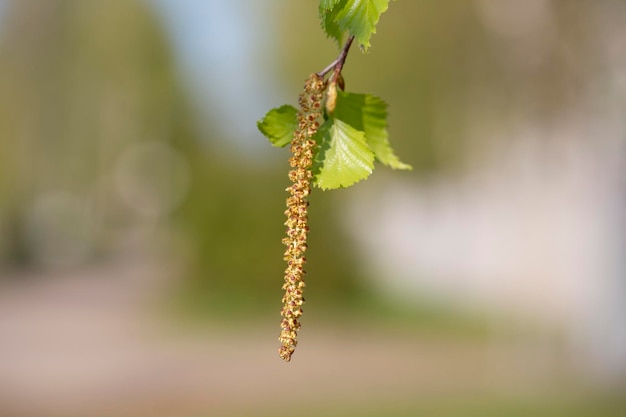 Birch catkins in het voorjaarspark close-up allergieën voor stuifmeel van voorjaarsbloeiende planten concept