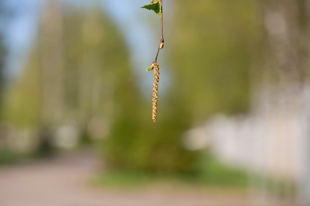 Birch catkins in spring park closeup allergies to pollen of spring flowering plants concept