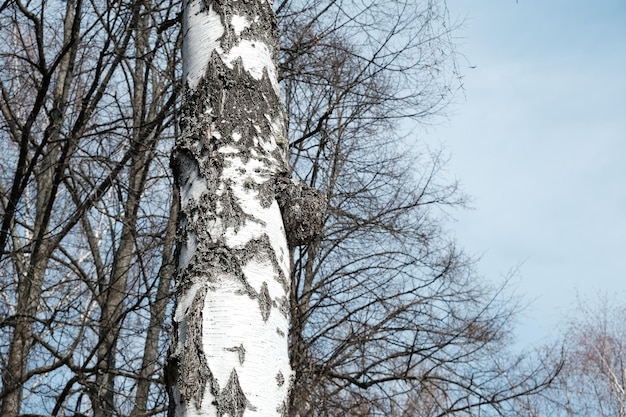 Фото Гриб chaga растет высоко на стволе дерева inonotus obliquus charcoallike масса гриб chaga