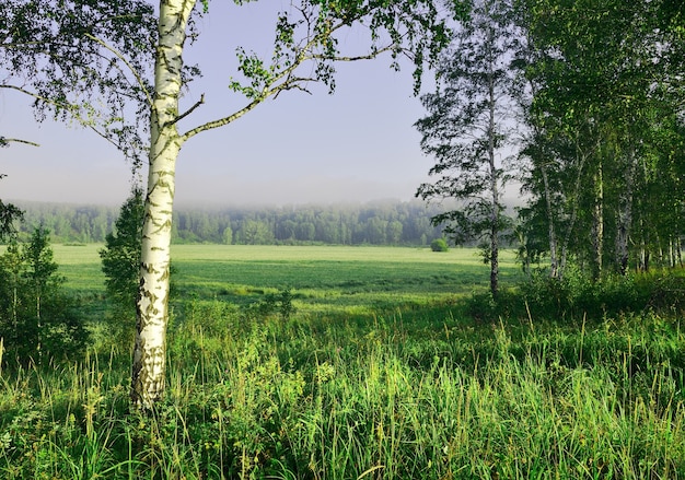 Birch on the edge of the field