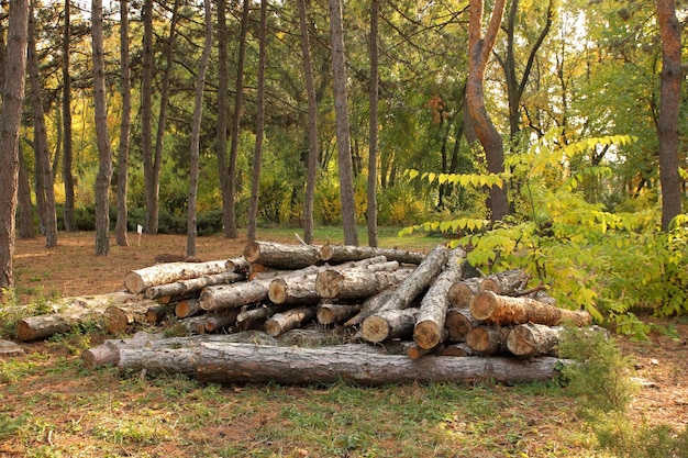 Birch firewood near the path in the forest The concept of illegal deforestation and environmental protection