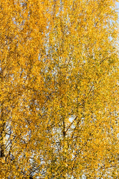 birch foliage in the autumn season