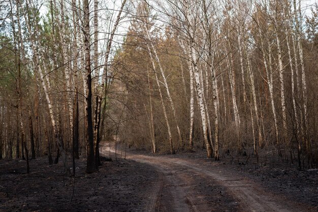 火事後の白樺の森、燃えた木の幹