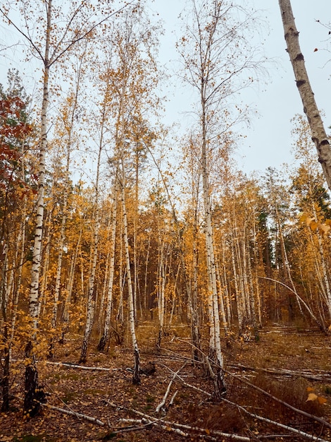 Birch forest in autumn season