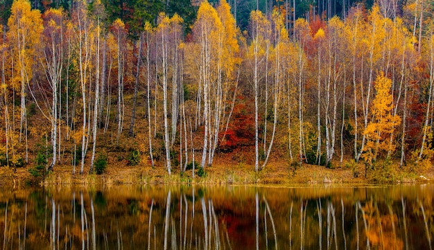 Березовый лес у озера осенью, Польша