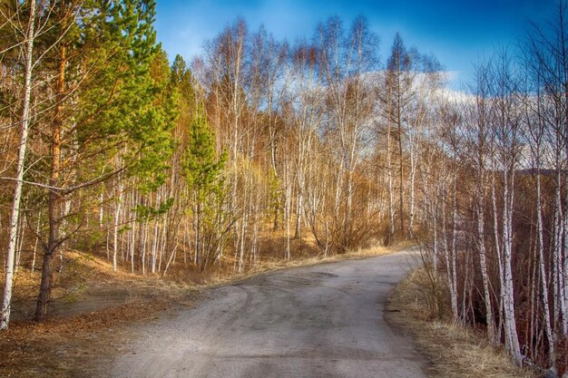 Photo birch forest in early spring early spring forest the first warm days