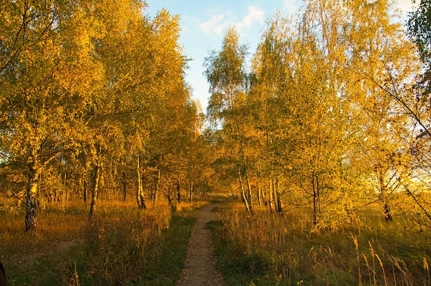 Birch forest on the outskirts of Berlin in autumn