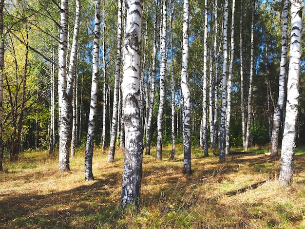 Birch Forest In Summer In The Afternoon Birch Forest On A Hill Birch Forest On An Uphill