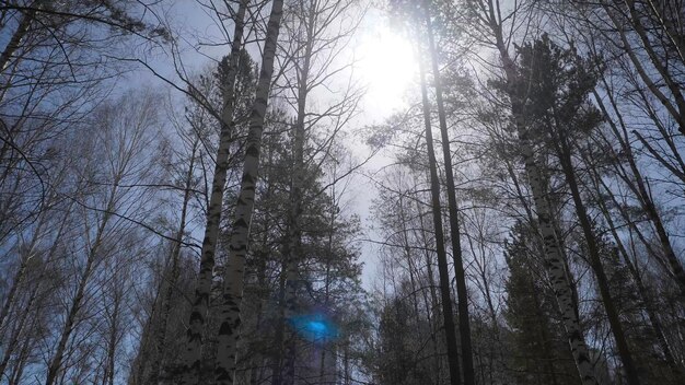 朝の日光に照らされた<unk>木の森秋の<unk>樹林