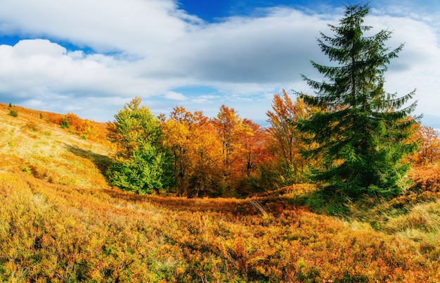 Birch forest in sunny afternoon while autumn season