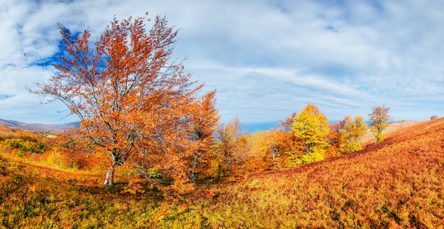 Foresta della betulla nel pomeriggio soleggiato mentre stagione di autunno