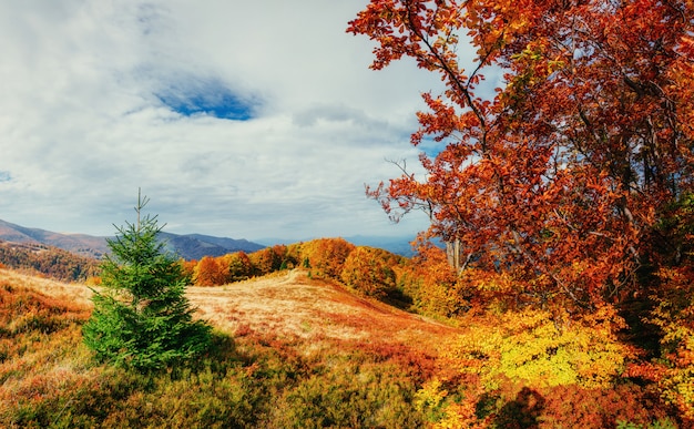 Birch forest in sunny afternoon while autumn season