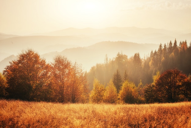 Birch forest in sunny afternoon while autumn season.