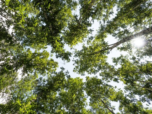 Birch forest The tops of birch trees and the sky