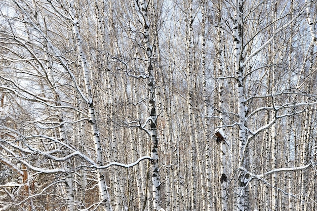 Birch forest in winter sunny day