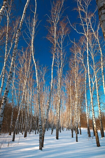 Birch forest in winter